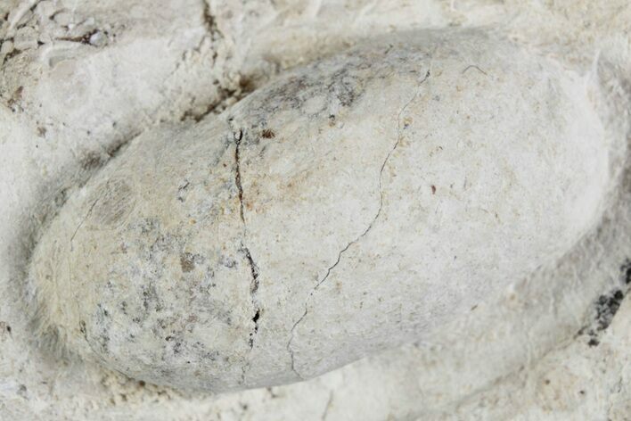 Eocene Fossil Snake Egg - Bouxwiller, France #366888